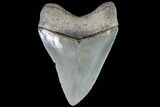 Serrated, Fossil Megalodon Tooth - Beautiful Color #88665-2